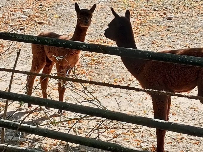 Exkurze do pražské zoologické zahrady