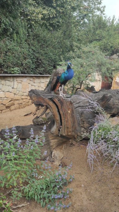 Exkurze do pražské zoologické zahrady