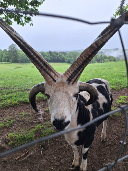 Němčináři v Zoo Altenfelden