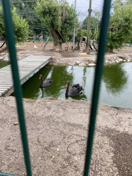 Němčináři v Zoo Altenfelden