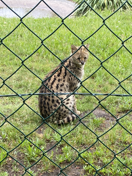 Němčináři v Zoo Altenfelden