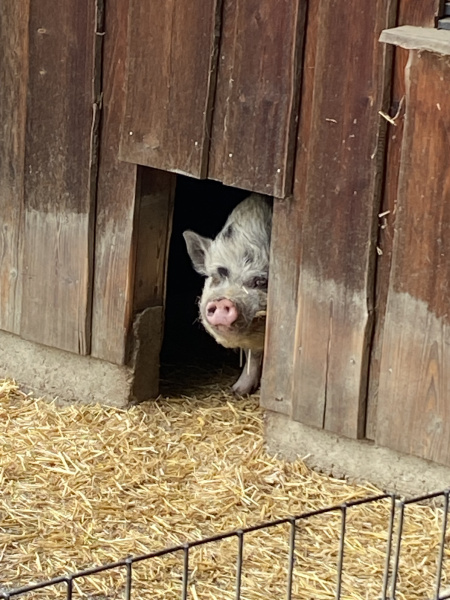 Němčináři v Zoo Altenfelden
