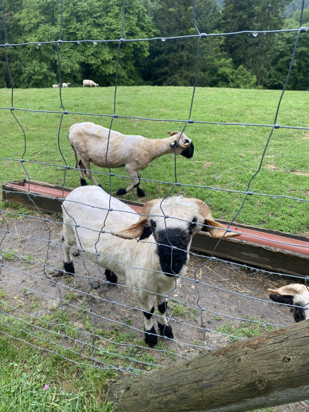 Němčináři v Zoo Altenfelden