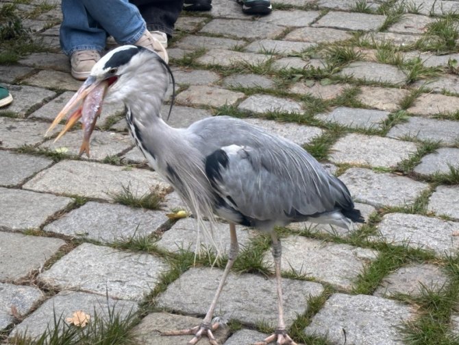 Exkurze do Záchranné stanice a Domu přírody v Třeboni